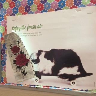 A humorous poster of a black and white cat on a skateboard with the phrase 'Enjoy the fresh air' displayed on a colorful bulletin board.