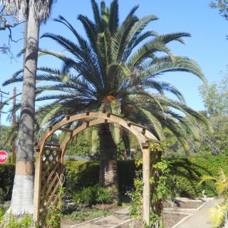 A garden pathway featuring a wooden arch and a large palm tree.