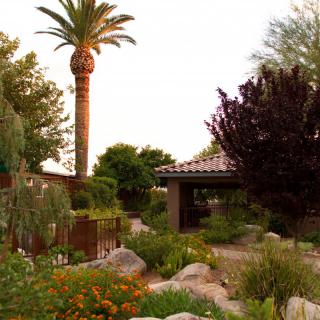 A serene garden scene featuring a palm tree, diverse vegetation, and a rocky pathway.