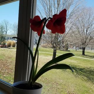 A blossoming red amaryllis plant by a sunlit window with a scenic view outside.