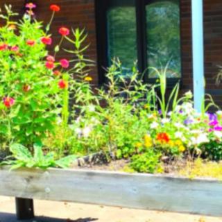A vibrant raised garden bed filled with a variety of flowers and plants.