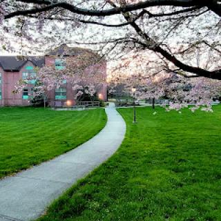 A serene pathway winding through a lush green park, framed by blooming trees and a tranquil building in the background.
