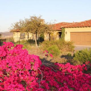 A house with a blooming garden of bright pink bougainvillea.