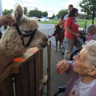 An elderly woman joyfully interacts with a llama during an outdoor community event.