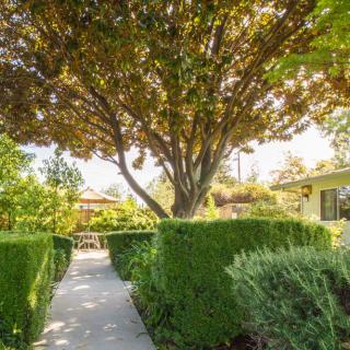A serene garden pathway lined with lush greenery and a majestic tree under the bright sunlight.