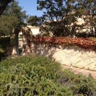 A sunny garden with lush greenery and ivy climbing a wall.