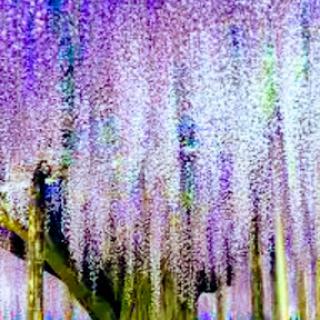 A mesmerizing display of purple wisteria blossoms hanging delicately, creating a magical atmosphere.