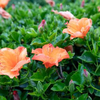 Vibrant orange hibiscus flowers blooming among lush green leaves.