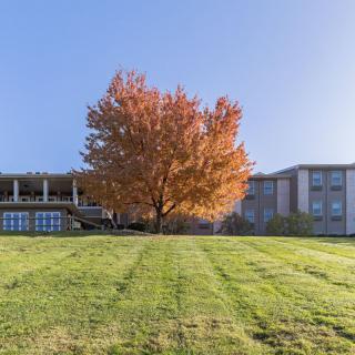 A solitary tree with vibrant autumn foliage stands in front of a building under a clear blue sky.
