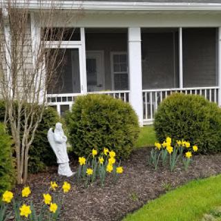 A serene garden featuring vibrant yellow daffodils and a decorative statue, surrounded by lush greenery.