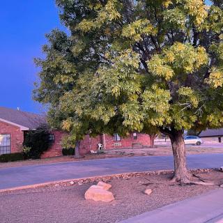 A suburban yard with a large tree and brick houses during the evening.