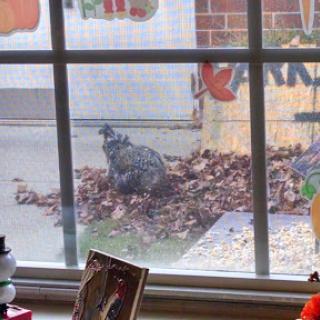 A curious cat exploring a pile of leaves outside, viewed through a window.