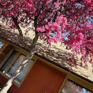 A vibrant pink flowering tree in front of a cozy house.