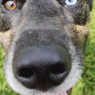 A close-up shot of a playful dog with strikingly different colored eyes.