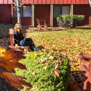 A peaceful moment in an autumn setting, surrounded by fallen leaves.