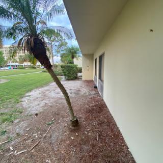 A side view of a building featuring a palm tree along the pathway.