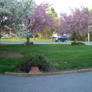 A serene spring scene with blossoming trees and a car driving on the road.