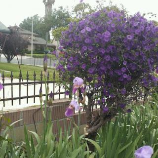 A vibrant display of purple flowers in a garden setting, framed by a decorative fence.