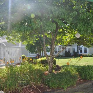 A sunlit garden with a tree and bushes in front of a house.