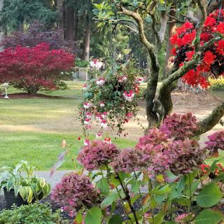 A serene garden scene featuring vibrant flowers and lush greenery.