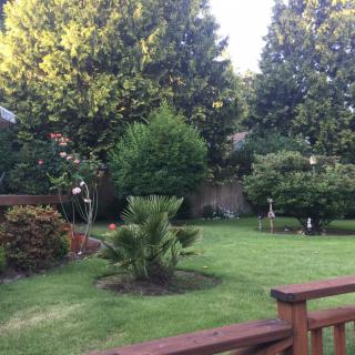 A peaceful backyard garden with lush greenery and a wooden deck in view.