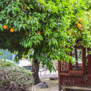 A lush garden featuring an orange tree laden with ripe fruits next to a wooden gazebo.