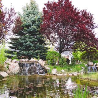 A serene view of a garden pond surrounded by lush trees and a gentle waterfall.