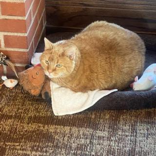 A cozy orange cat lounging comfortably in its bed.