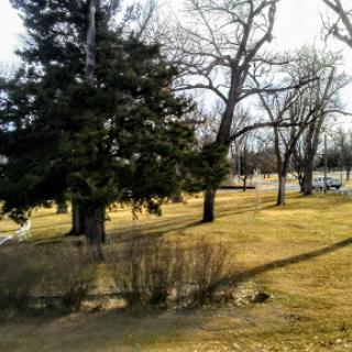 A serene view of a park with tall trees and open grassland, showcasing the tranquility of nature.