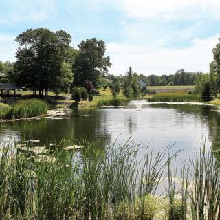 A serene pond surrounded by lush greenery on a sunny day.