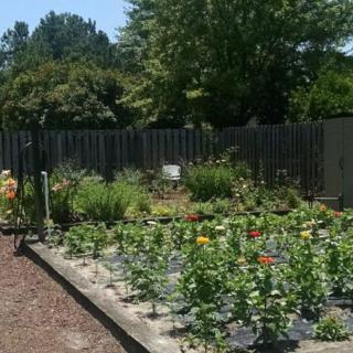A thriving garden with vegetable plants and flowers surrounded by a wooden fence on a sunny day.