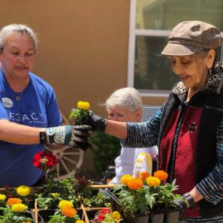 A group of people planting flowers together outdoors, enjoying a community gardening activity.