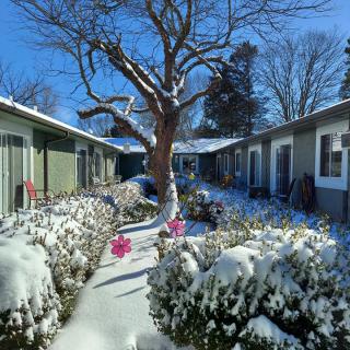 A snowy courtyard with a central tree, surrounded by houses and bushes, under a clear blue sky.
