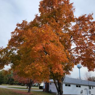 A vibrant tree showcasing stunning orange leaves during the autumn season.