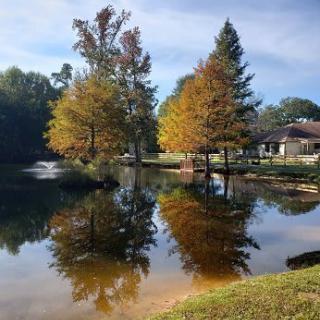 A serene autumn scene with trees reflecting on a calm lake.