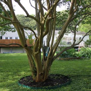 A well-maintained garden with a tree surrounded by mulch in a yard.