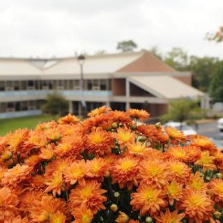 A vibrant display of orange flowers in the foreground with a modern building in the background under an overcast sky.