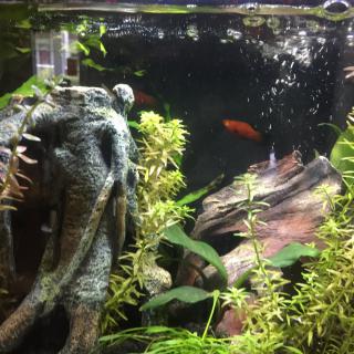 A decorative aquarium filled with plants and brightly colored fish swimming among submerged structures.