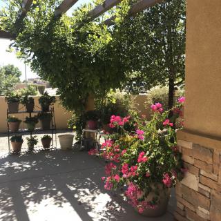 A sunny patio adorned with vibrant pink flowers and lush greenery.