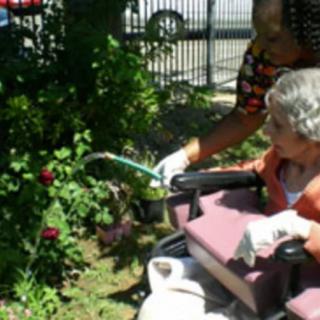 An elderly person in a wheelchair is being assisted while watering plants in a garden.