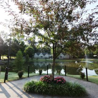 A serene park scene with a tree by a lake, reflecting nearby houses and greenery.