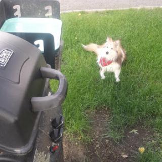 A playful dog jumping in the grass, excited for its next throw.