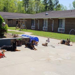 A sunny day at the animal shelter, where dogs relax and enjoy the outdoor space.