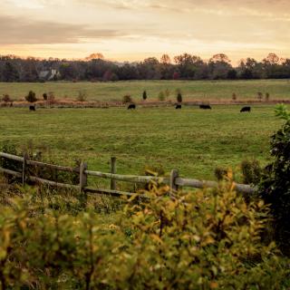A peaceful rural landscape at sunset with open fields, grazing animals, and a wooden fence.