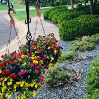 Vibrant hanging flower baskets add color to a neatly landscaped garden.