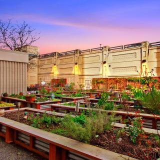 A vibrant rooftop garden with raised beds flourishing under a colorful sunset.
