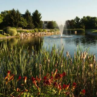 A serene landscape featuring a pond with a fountain surrounded by lush vegetation and colorful flowers.