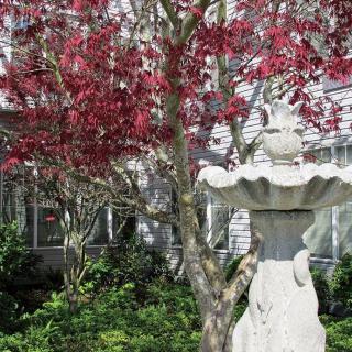 A garden scene featuring a stone fountain and a tree with vibrant red leaves in the background.