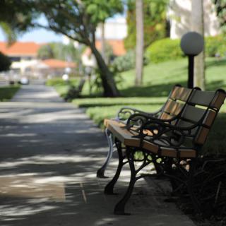 A peaceful park bench along a tree-lined sidewalk under dappled sunlight.