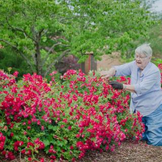 An elderly woman tending to vibrant red roses in a garden.